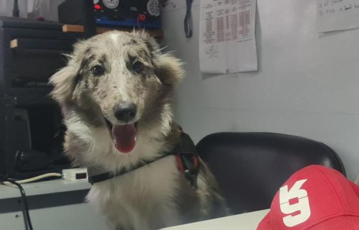 Lola es una perrita Border Collie.