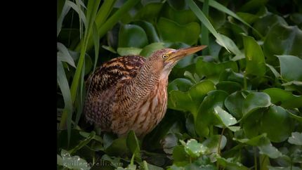 El Mirasol Grande posa para la foto en el Parque Finky.