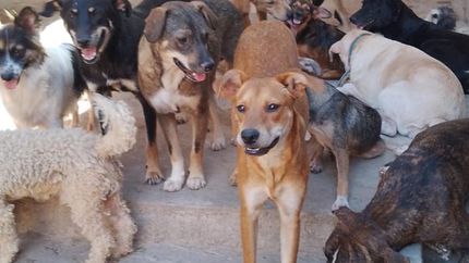 El Hogar alberga a unos 50 animalitos.