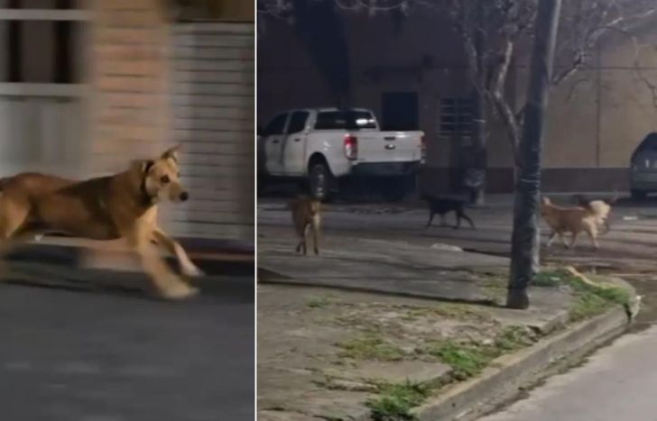 Testigos filmaron a los perros mientras escapaban.