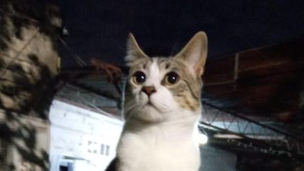 Tiene un año y desapareció hace dos semanas.