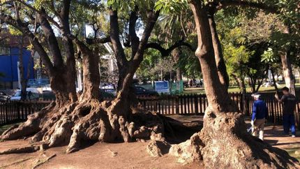 El histórico ombú lleva más de dos siglos en Lomas.
