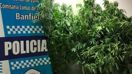 banfield: detienen a un joven que tenia 15 plantas de marihuana en su casa