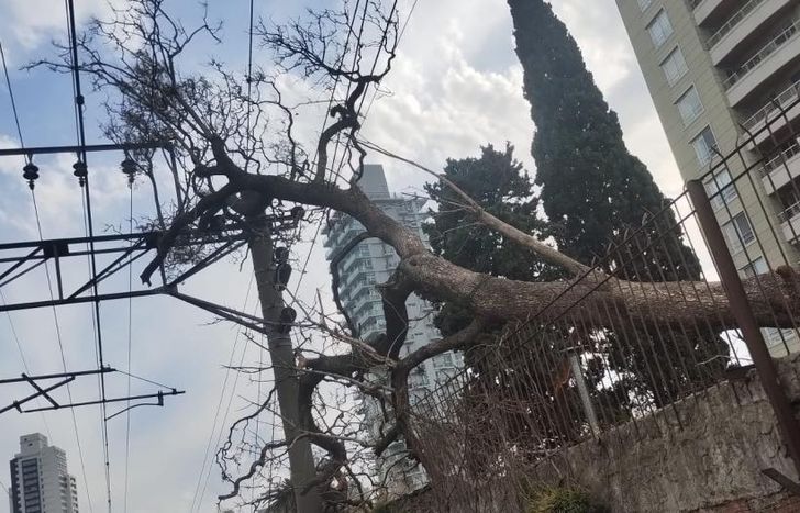 Un árbol caído sobre el tendido electrico del tren provocó serios inconvenientes en el servicio.