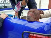 El pitbull en el patrullero policial, para hacerle curaciones.