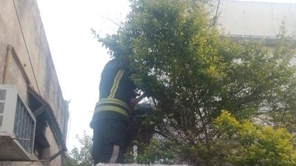 Bomberos del Destacamento Banfield intervinieron en el lugar. Bomberos del Destacamento Banfield intervinieron en el lugar.