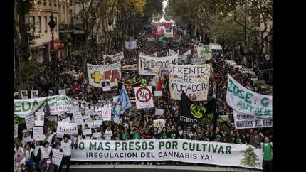 Los pedidos de las organizaciones apuntan al cese inmediato de las detenciones a cultivadores y usuarios de drogas.