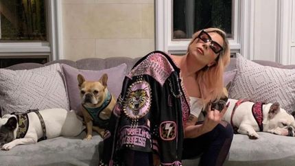 fuerte pena al sujeto que robo los perros de lady gaga