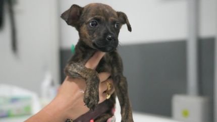 Ya hubo más de 200 adopciones desde el lanzamiento del programa.