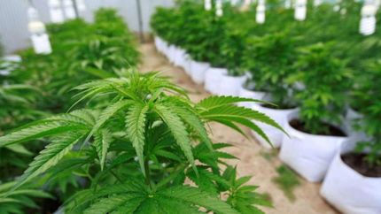 El autocultivo para el uso medicinal es uno de los permisos.