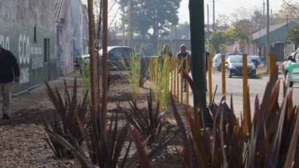 Plantan especies autóctonas.