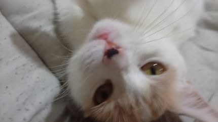 Temen que Katy haya sido atacada por la jauría.