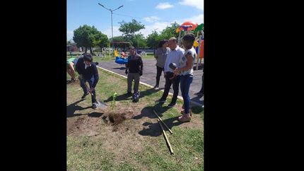 el ceibo ES un árbol nativo originario de la región latinoamericana, especialmente DE países como Argentina, Uruguay, Brasil y Paraguay.