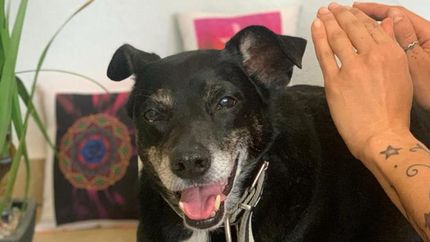 Celina se dedica a colaborar con dolencias o en el comportamiento de los animales.