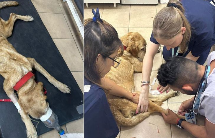 El galgo rescatado meses atrás por Zoonosis de Lomas de Zamora.