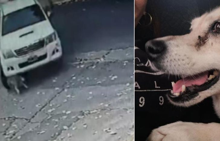 La camioneta pasó por arriba al animal, que murió por las graves heridas.