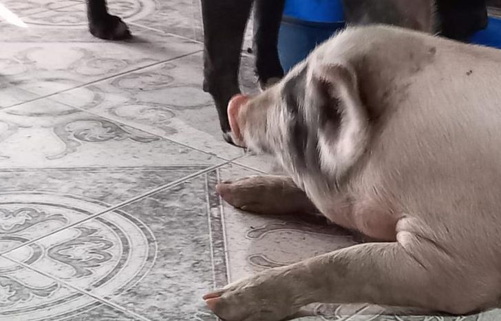 Actualmente, Benito vive en la casa de la proteccionista. Buscan hacerle un hogar en el refugio.