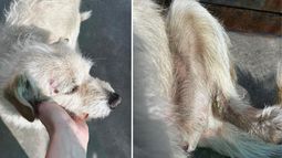 Las heridas que tuvo el perro a causa del choque. Para fortuna de la familia, la mascota sigue con vida.