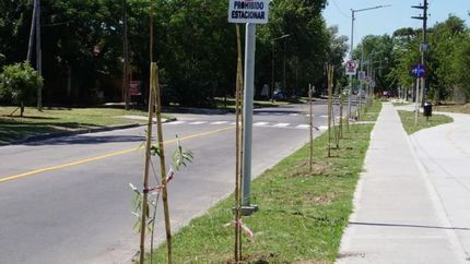Sigue avanzando el plan de forestación local.
