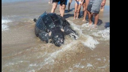 un extrano ejemplar animal aparecio en mar azul