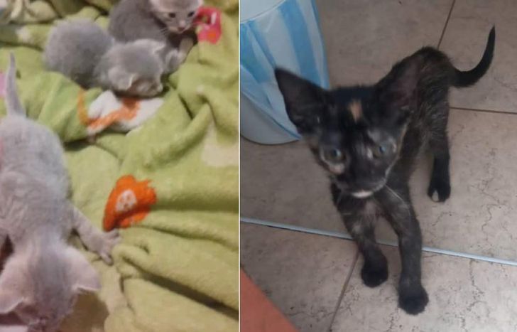 Denuncian que la joven de Turdera está reclutando gatos.