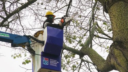 Para las podas y despejes en altura, las cuadrillas usan camiones hidroelevadores.