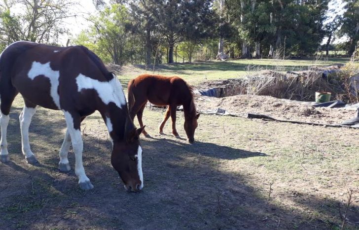 Los caballos tienen un nuevo hogar.