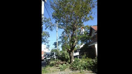 poda: ya se puede tramitar el permiso en forma online