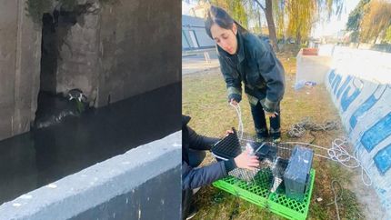 El gato estuvo varios días sin poder salir del desagüe.