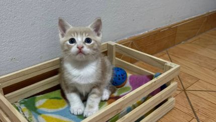 Una de las publicaciones de la menor del Clan Duque Rojas.