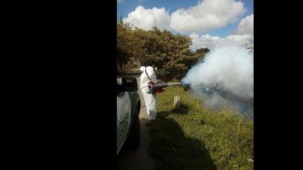 las tareas de fumigación y desratización se realizaron en lugares críticos.