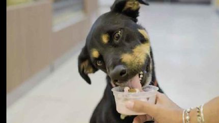 van a poder degustar los helados gratis.