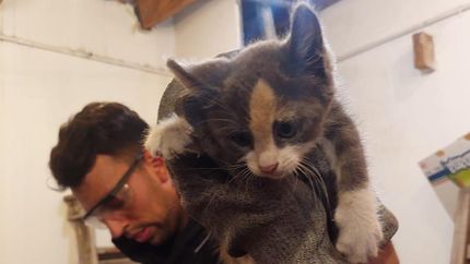 Uno de los gatitos rescatados. Uno de los gatitos rescatados.