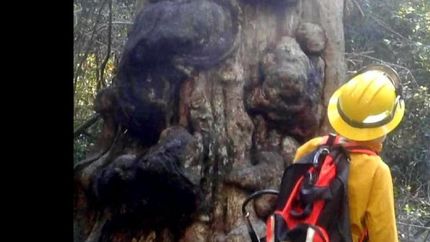quiso prender fuego para el mate y quemo un arbol milenario