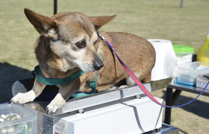 Van a dar vacunas, desparasitaciones y atención clínica.