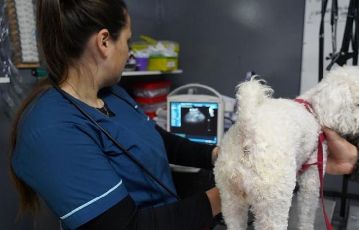 Un lugar fundamental para el cuidado y la protección de las mascotas.