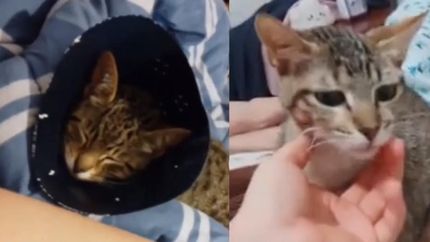 Denunciaron a una joven por lastimar, fracturar y mutilar animales en Turdera.