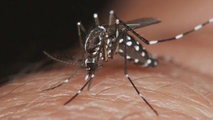 El Ministerio de Salud hizo recomendaciones ante el ascenso del dengue.