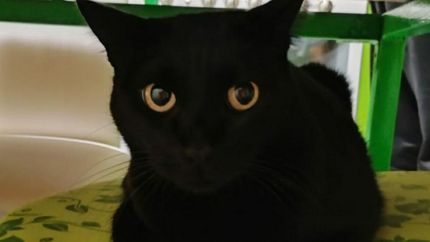 Los gatos negros, víctimas preferidas de las sectas y sus rituales.