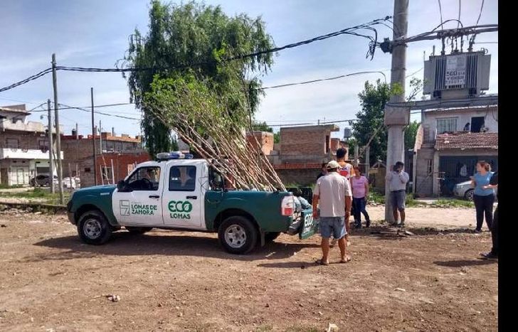 El Municipio de Lomas impulsa la forestación en todo Lomas.