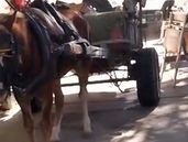 El caballo rescatado en Lomas de Zamora.