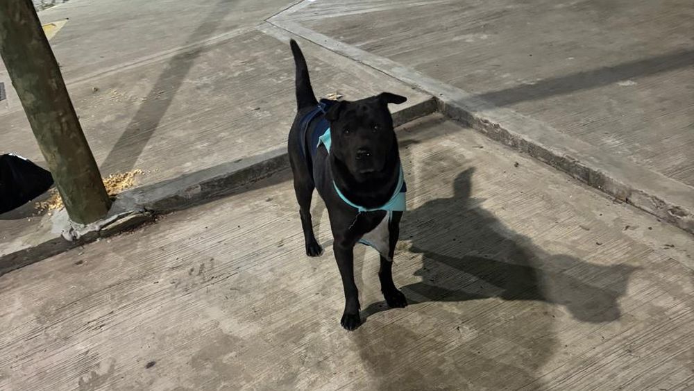 Los vecinos no ven a Obra desde fines de enero. Los vecinos no ven a Obra desde fines de enero.