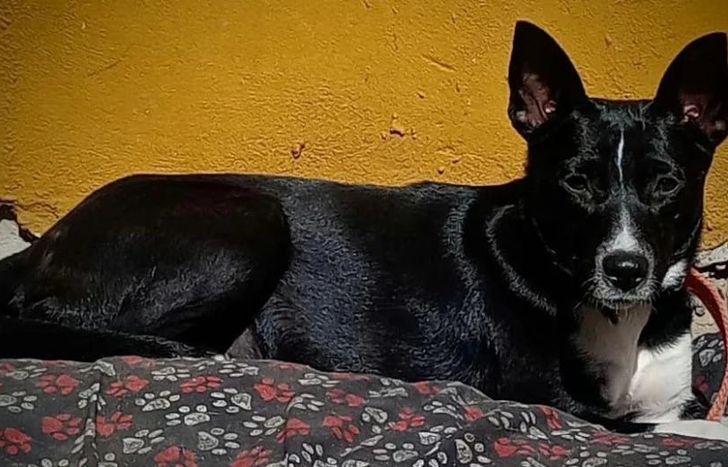 Cada número adquirido será fundamental para mantener el hogar de animales.