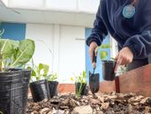 La huerta de la UPA es un espacio abierto a la comunidad de Lomas.