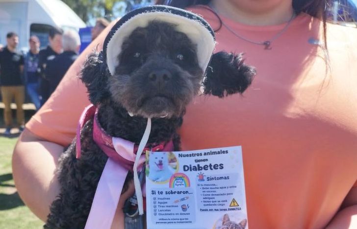 Los animales también pueden tener diabetes y necesitan ser tratados para que cuenten con una mejor calidad de vida.