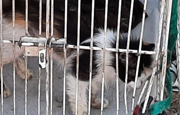 En el allanamiento encontraron a varios 18 gatos encerrados en jaulas.