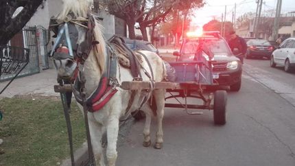 Se busca evitar el maltrato animal, sobre todo en equinos.