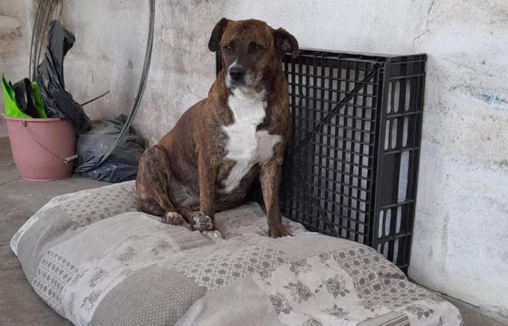 Ya está a salvo en su hogar de tránsito.