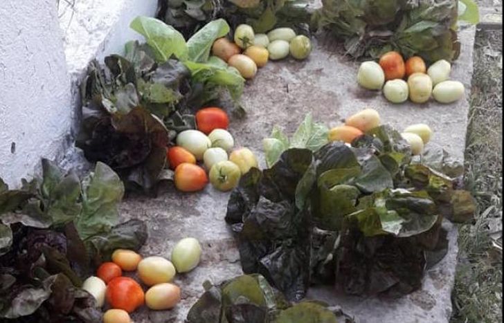 Una larga fila de lechuga y tomates.