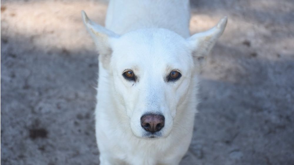 Todo lo recaudado en Lomas será para ellos que esperan por una familia que los adopte. Todo lo recaudado en Lomas será para ellos que esperan por una familia que los adopte.